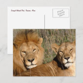 Basking in de zon - Briefkaart (Voorkant / Achterkant)