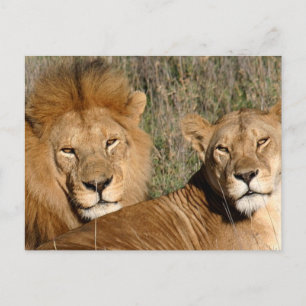 Basking in de zon - Briefkaart