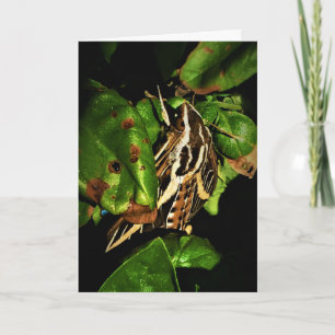 "Basking Moth" Wenskaart Herstel Kaart