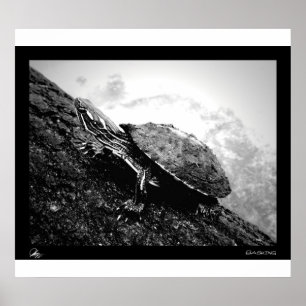 Basking Poster