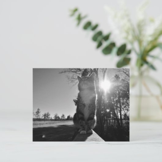 Baskische kat briefkaart (Staand voorkant)