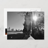 Baskische kat briefkaart (Voorkant / Achterkant)