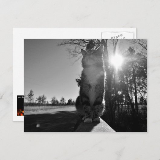 Baskische kat briefkaart (Voorkant / Achterkant)