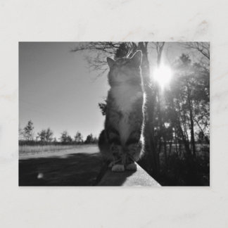 Baskische kat briefkaart