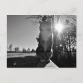 Baskische kat briefkaart (Voorkant)