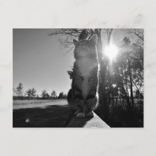 Baskische kat briefkaart (Voorkant)