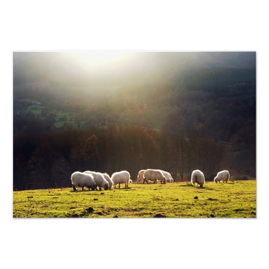 baskische schapen foto afdruk (Voorkant)