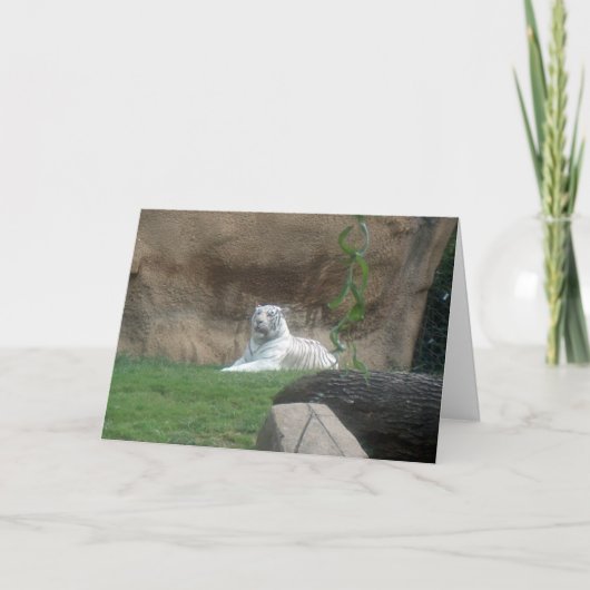 Baskische witte tijger kaart (Voorkant)