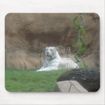 Baskische witte tijger