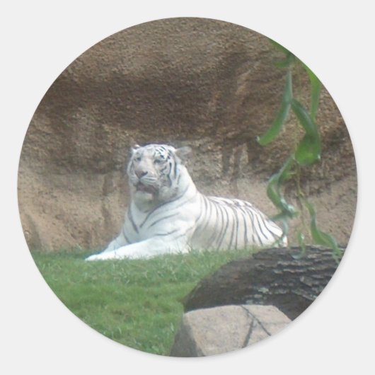 Baskische witte tijger ronde sticker (Voorkant)