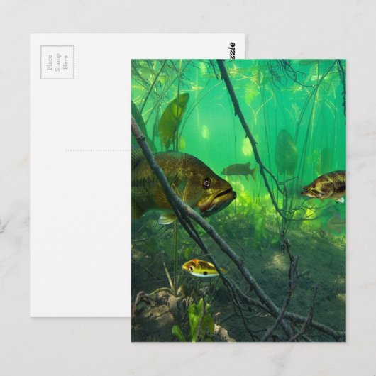 Bass Briefkaart (Voorkant / Achterkant)