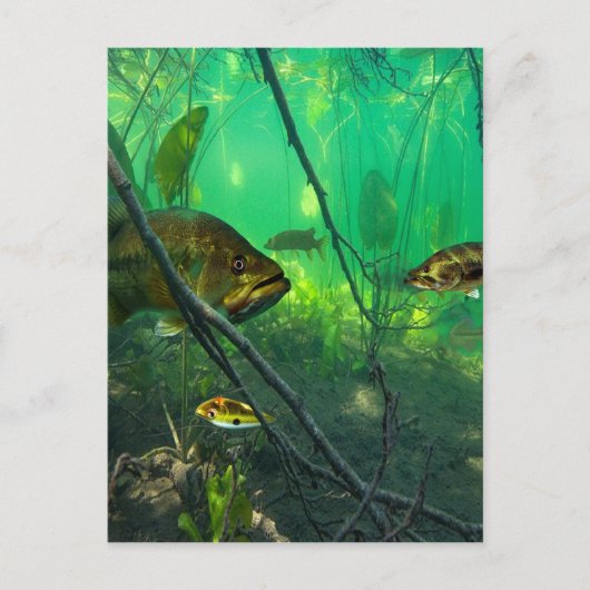 Bass Briefkaart (Voorkant)