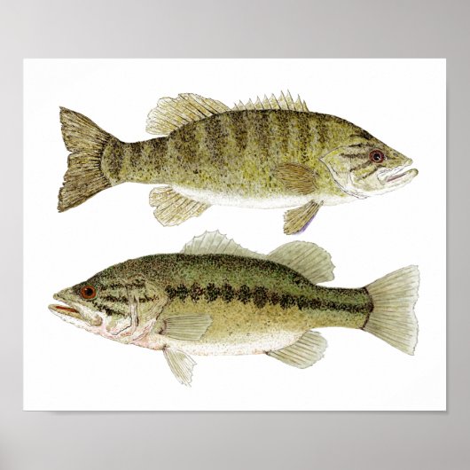 Bass Poster (Voorkant)