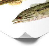Bass - Smallmouth- en Largemouth Bass Art Poster (Hoek)
