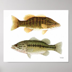 Bass - Smallmouth- en Largemouth Bass Art Poster