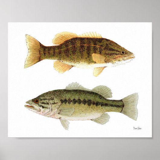 Bass - Smallmouth- en Largemouth Bass Art Poster (Voorkant)