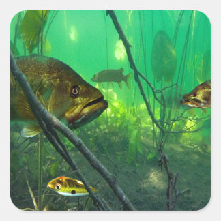 Bass Vierkante Sticker