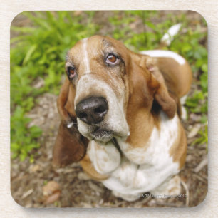 Basset Hond 2 Bier Onderzetter