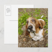 Basset Hond 2 Briefkaart (Voorkant / Achterkant)