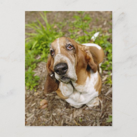 Basset Hond 2 Briefkaart (Voorkant)