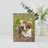 Basset Hond 2 Briefkaart (Staand voorkant)
