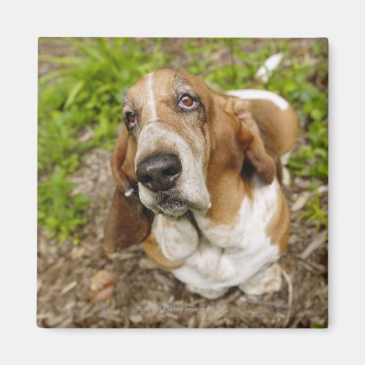 Basset Hond 2 Magneet (Voorkant)