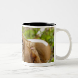 Basset Hond 2 Tweekleurige Koffiemok