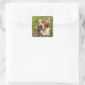 Basset Hond 2 Vierkante Sticker (Tas)