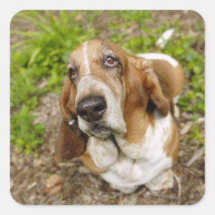 Basset Hond 2 Vierkante Sticker