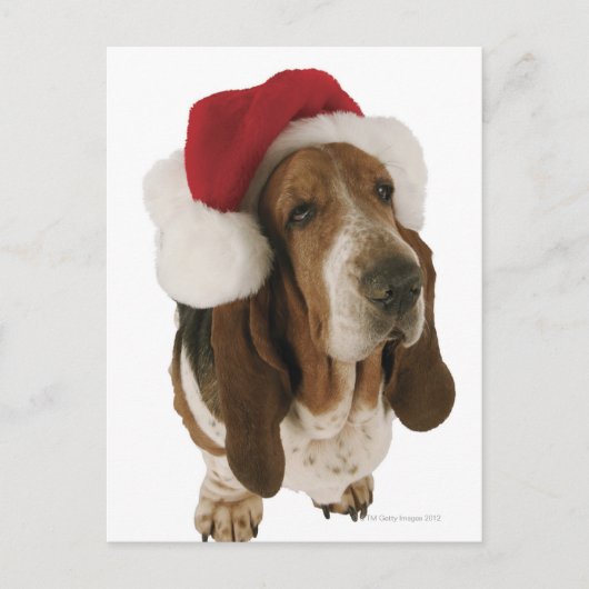 Basset hond in het pet van de Kerstman Feestdagenkaart (Voorkant)