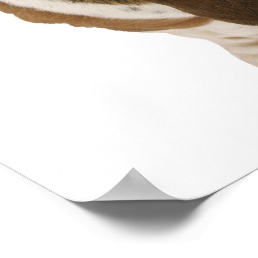 Basset hond in Santa hat Poster (Hoek)