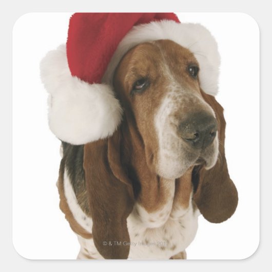 Basset hond in Santa hat Vierkante Sticker (Voorkant)