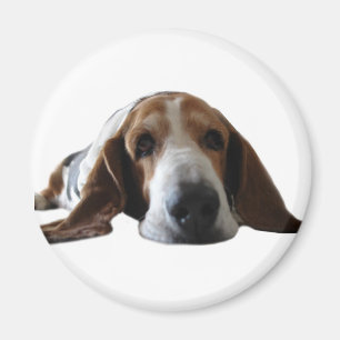 Basset Hond ligt beneden Magneet