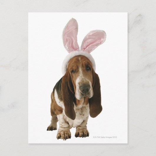 Basset hond met bunny-oren briefkaart (Voorkant)