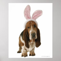 Basset hond met bunny-oren