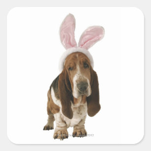 Basset hond met bunny-oren vierkante sticker