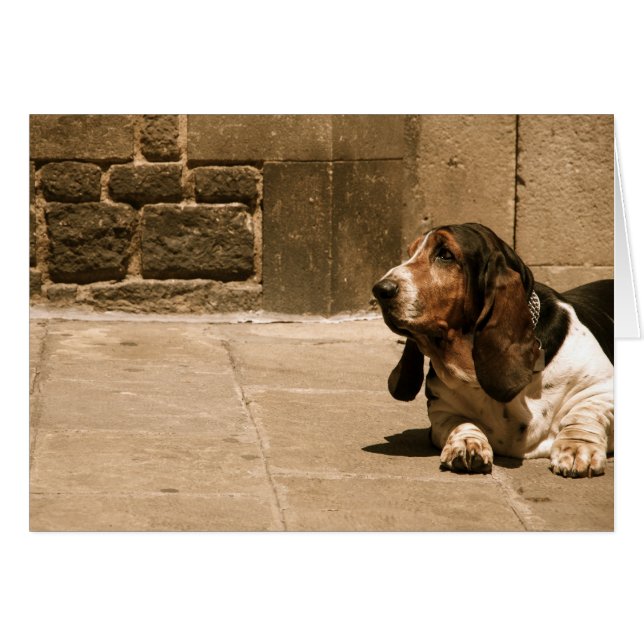 Basset Hound (Voorkant Horizontaal)