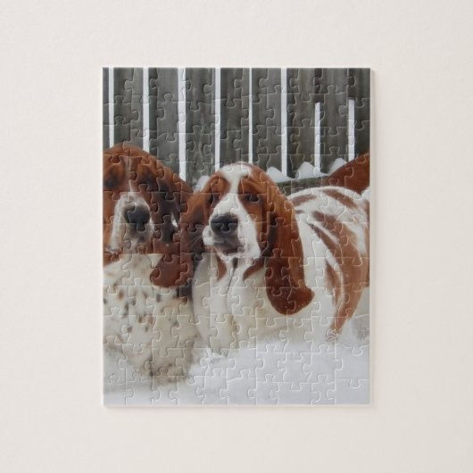 Basset Hound 8x10 Photo Puzzle met Gift Box  Legpuzzel (Verticaal)
