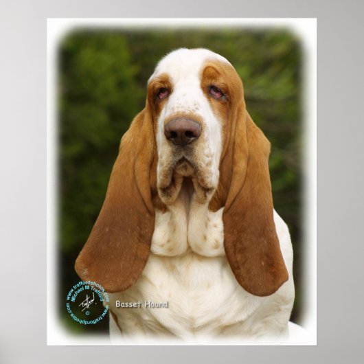 Basset Hound 9L9D-22_2 Poster (Voorkant)