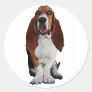Basset Hound Afbeelding Stickers