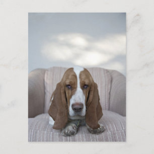Basset Hound Briefkaart