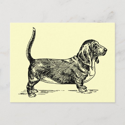 Basset_Hound Briefkaart (Voorkant)