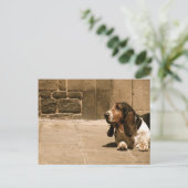 Basset Hound Briefkaart (Staand voorkant)
