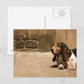 Basset Hound Briefkaart (Voorkant / Achterkant)