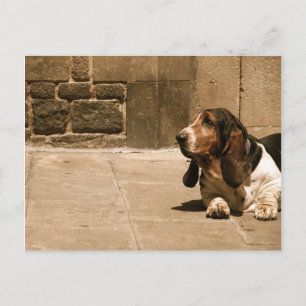 Basset Hound Briefkaart