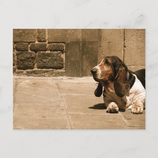 Basset Hound Briefkaart (Voorkant)