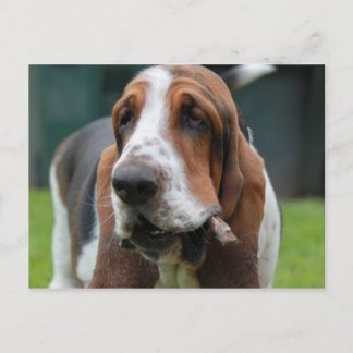 Basset Hound Briefkaart