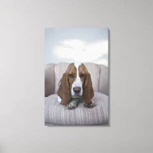 Basset Hound Canvas Afdruk