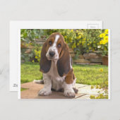 Basset Hound Dog Briefkaart (Voorkant / Achterkant)