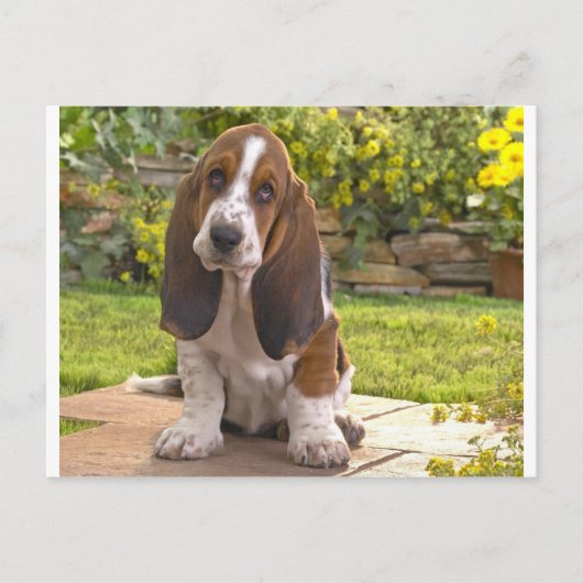 Basset Hound Dog Briefkaart (Voorkant)